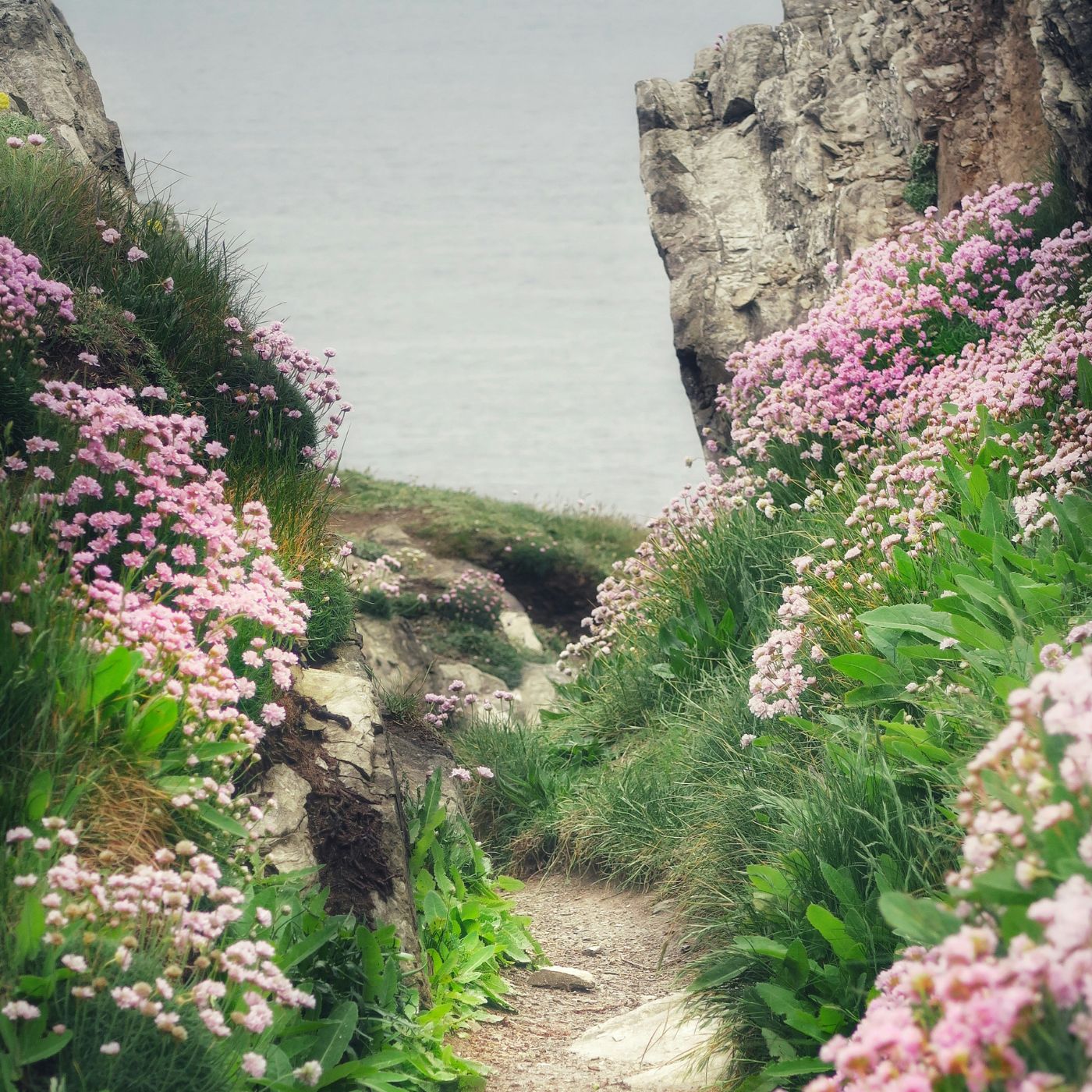 Cliff walk in Cornwall