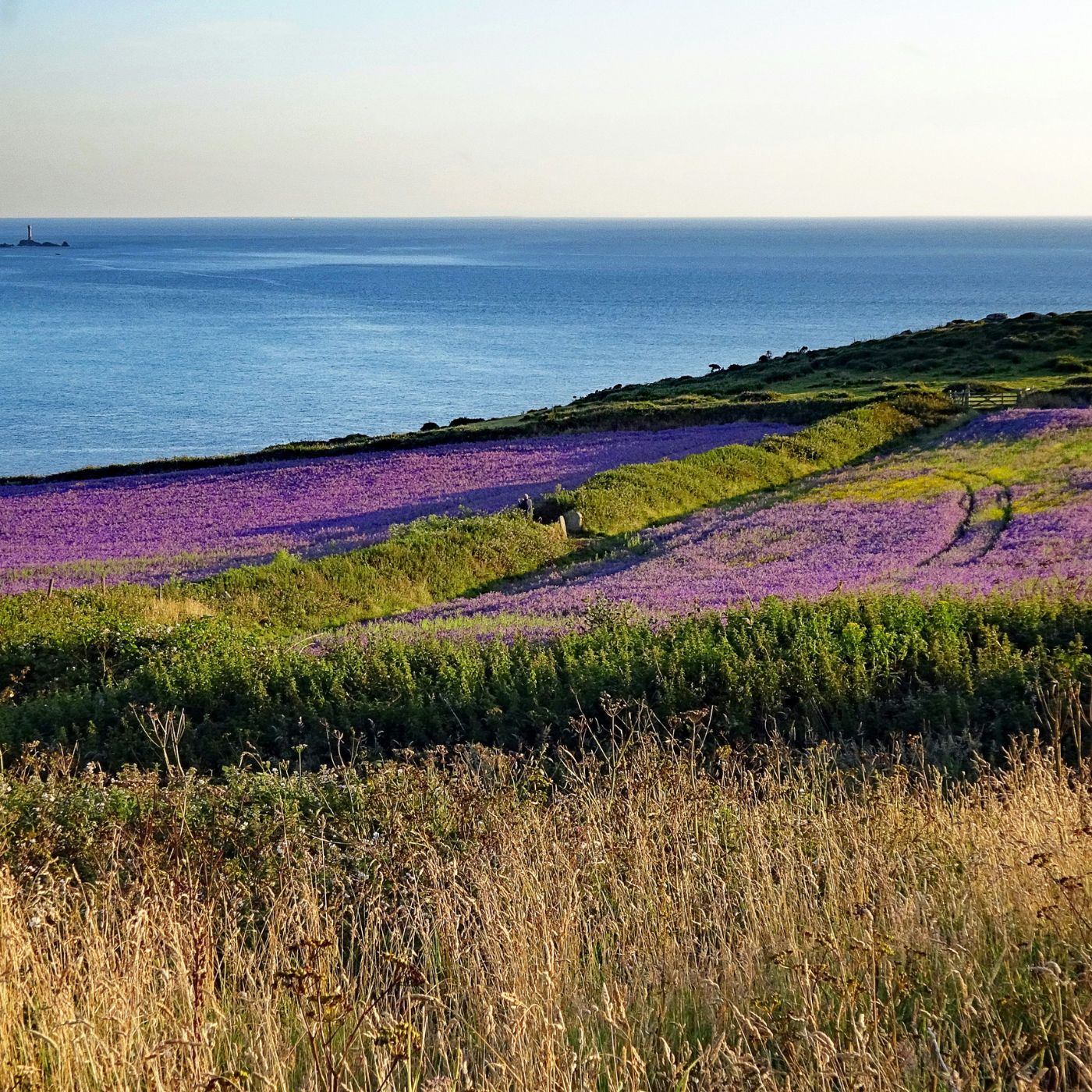 clifftops with heather in Cornwall